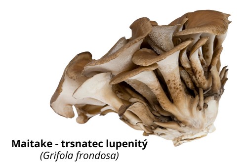 Maitake - trsnatec lupenitý